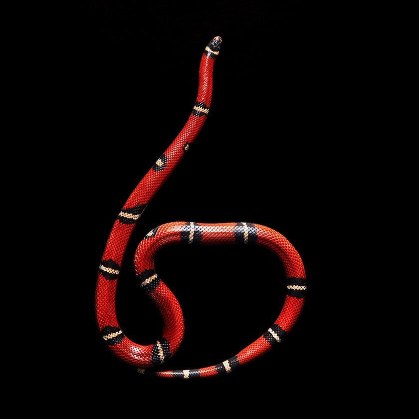 06 snake